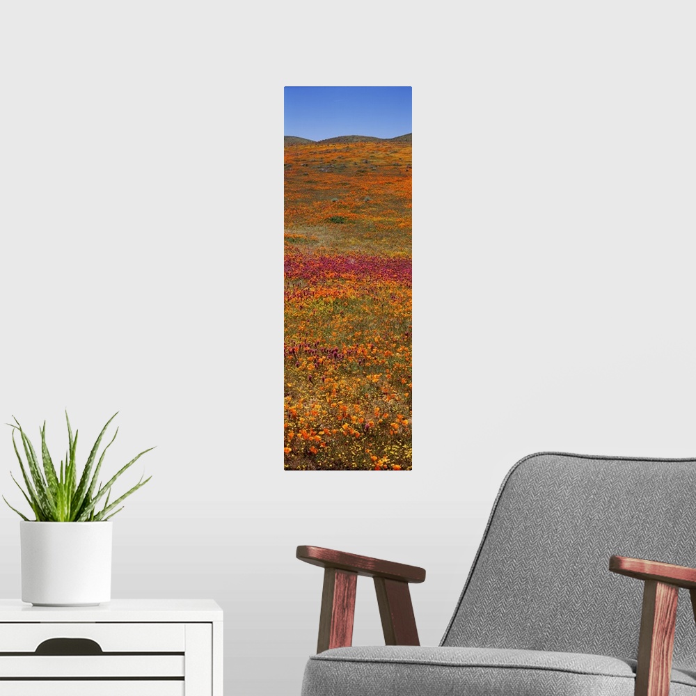 A modern room featuring Field Poppy Reserve Mojave Desert CA