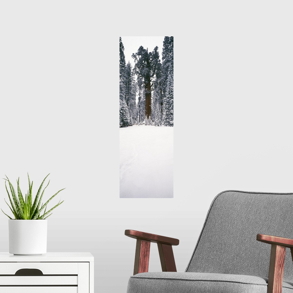 A modern room featuring General Sherman trees in a snow covered landscape, Sequoia National Park, California