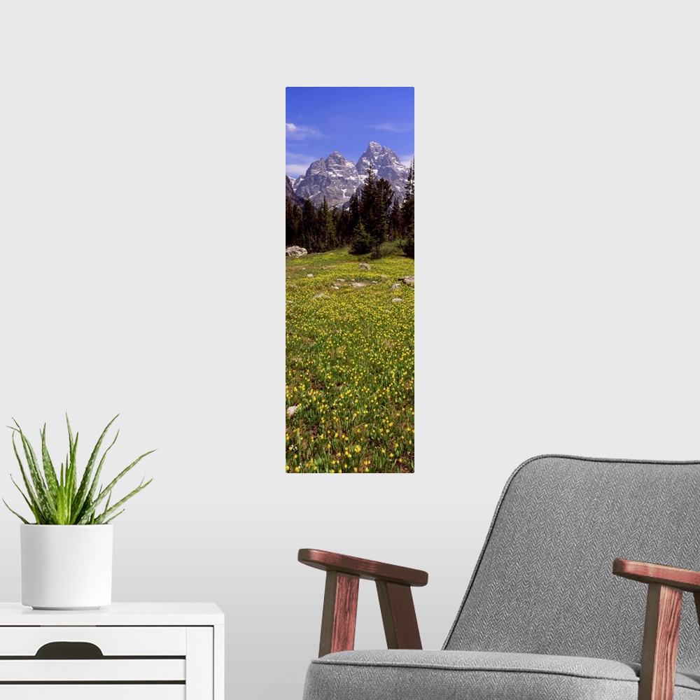 A modern room featuring Glacier lilies on a field, North Folk Cascade Canyon, Grand Teton National Park, Wyoming