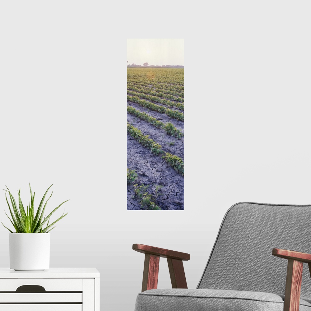 A modern room featuring High angle view of a Soybean field, Chase County, Kansas