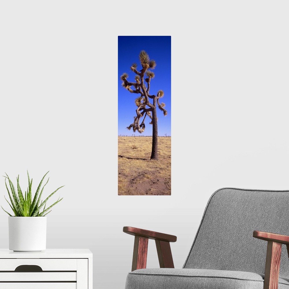 A modern room featuring Joshua tree (Yucca brevifolia) in a field, California