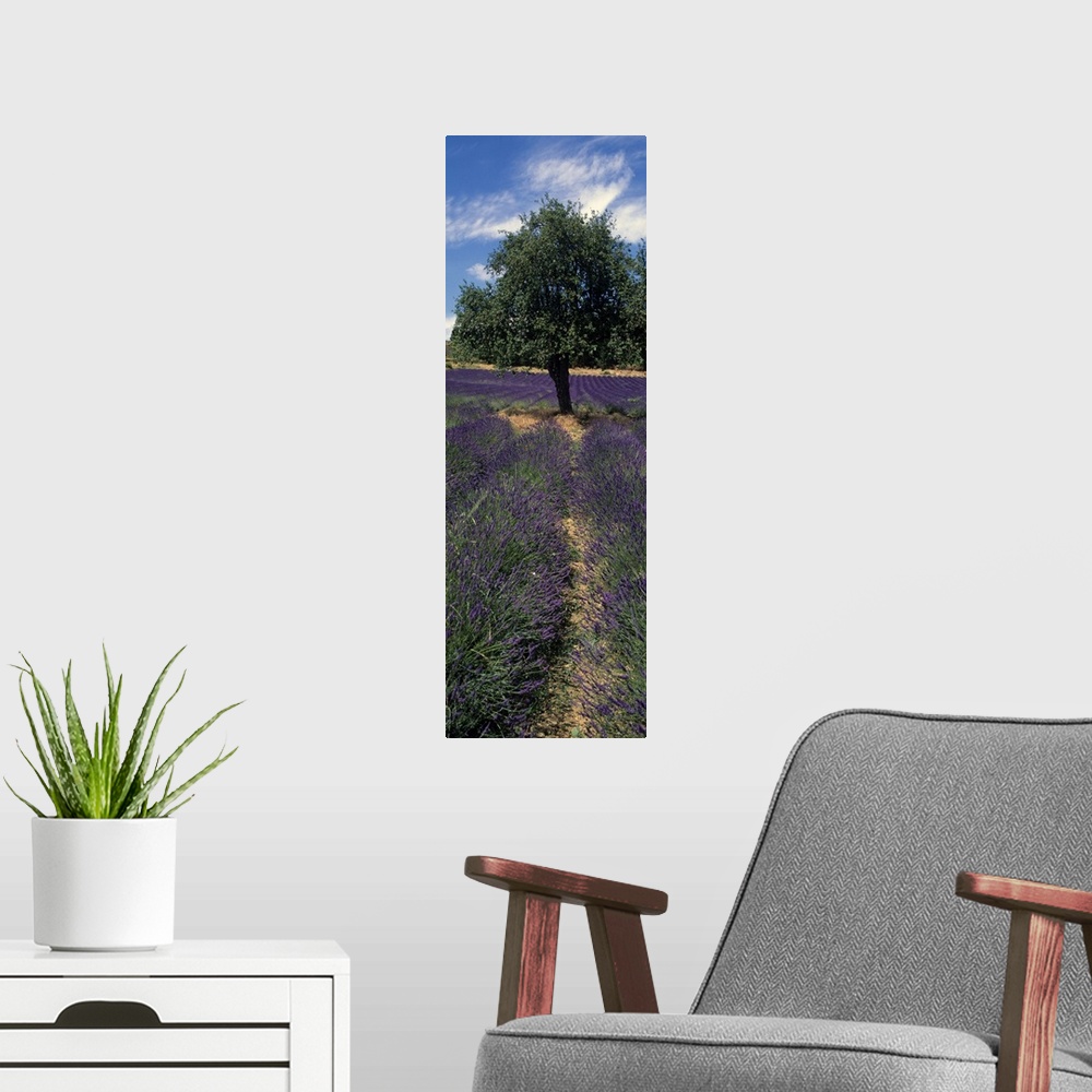 A modern room featuring Lavender crop in a field, Provence, Provence Alpes Cote dAzur, France