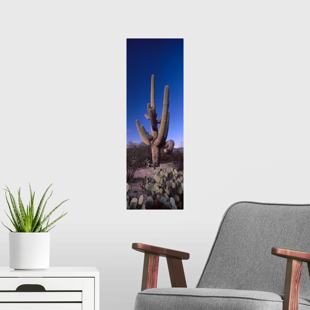 A modern room featuring Low angle view of a Saguaro cactus Carnegiea gigantea on a landscape Saguaro National Park Tucson...