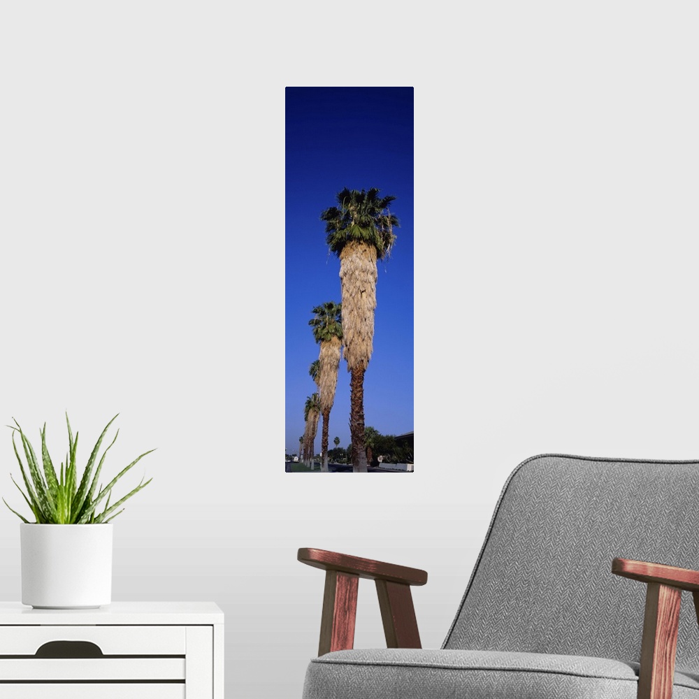 A modern room featuring Low angle view of palm trees in a row, Palm Springs, California