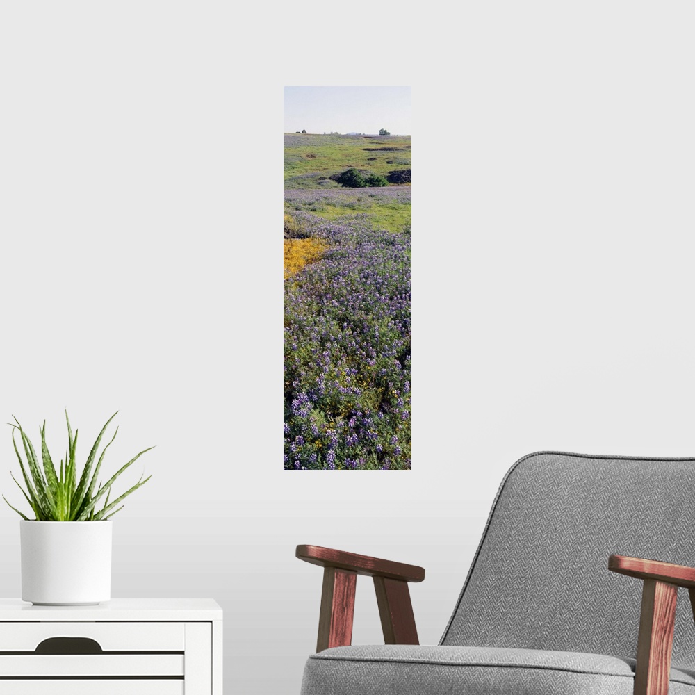 A modern room featuring Lupines and Goldfields (Lasthenia) in a field, Table Mountain, Sacramento Valley, Butte County, C...