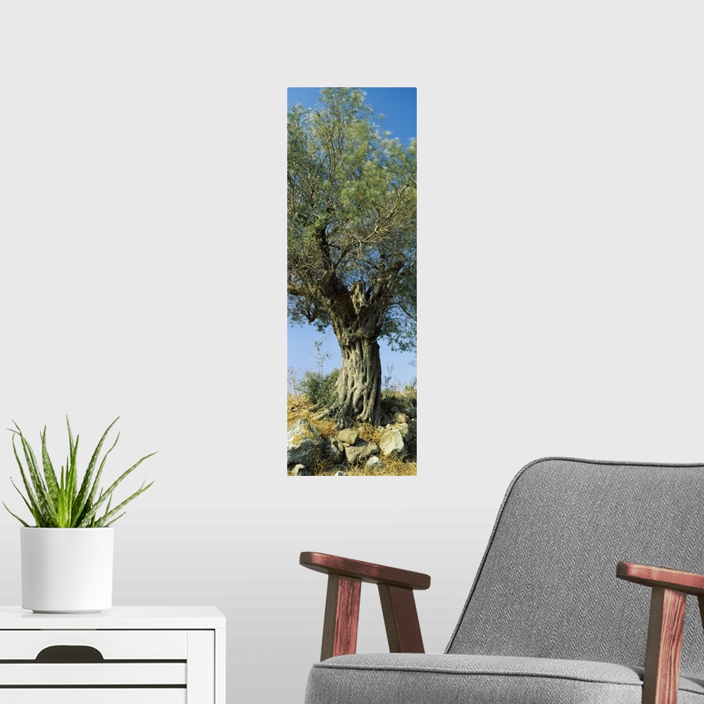 A modern room featuring Olive tree in a field, Aegina, Saronic Gulf Islands, Attica, Greece