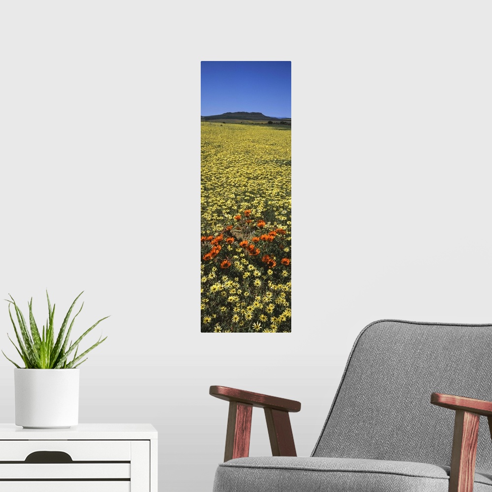 A modern room featuring Red and yellow Daisies in a field, Niewoudtville, Namaqualand, South Africa