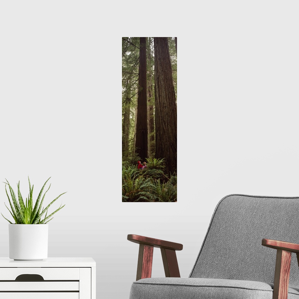 A modern room featuring Redwood (Sequoia sempervirens) trees in a forest, Redwood National Park, California