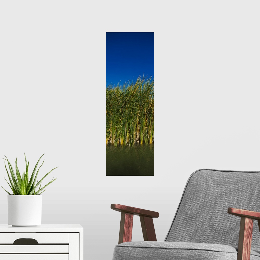 A modern room featuring Reeds in a river, Colorado River