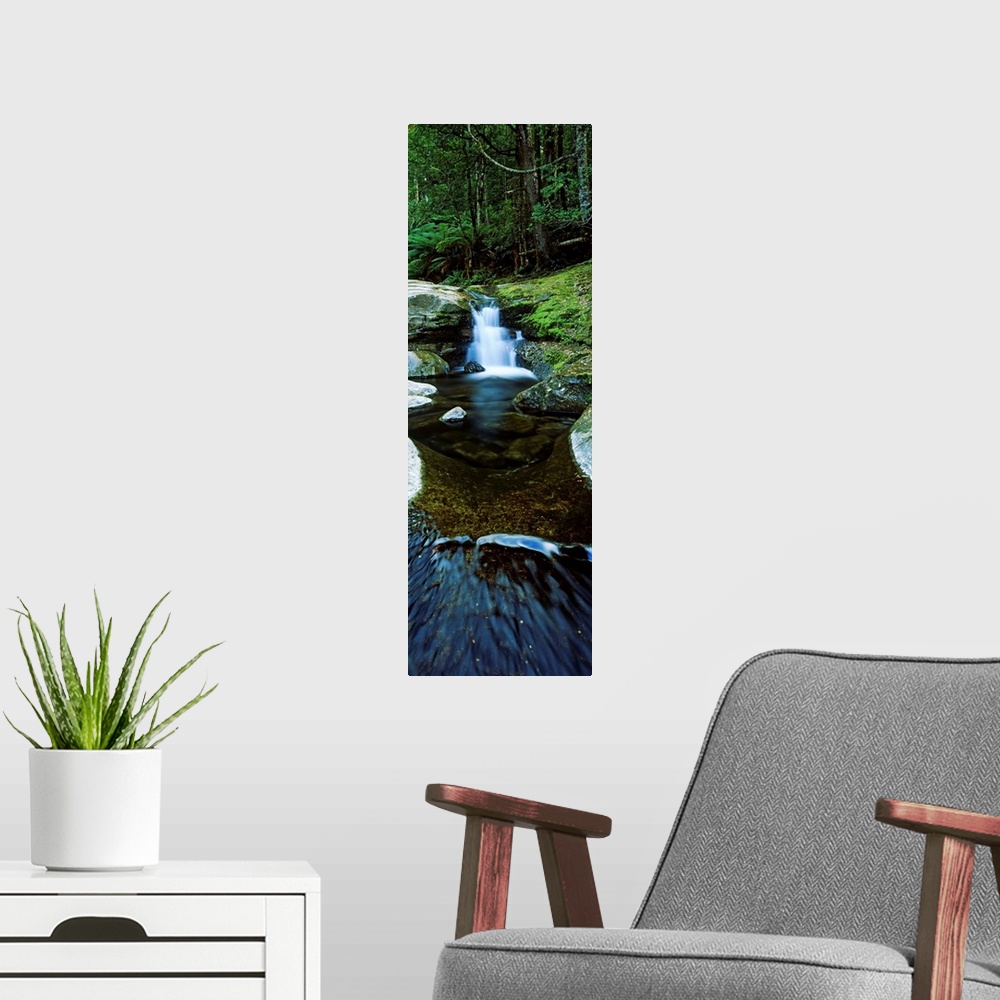 A modern room featuring River flowing through a forest, Liffey Falls, Liffey River, Tasmania, Australia