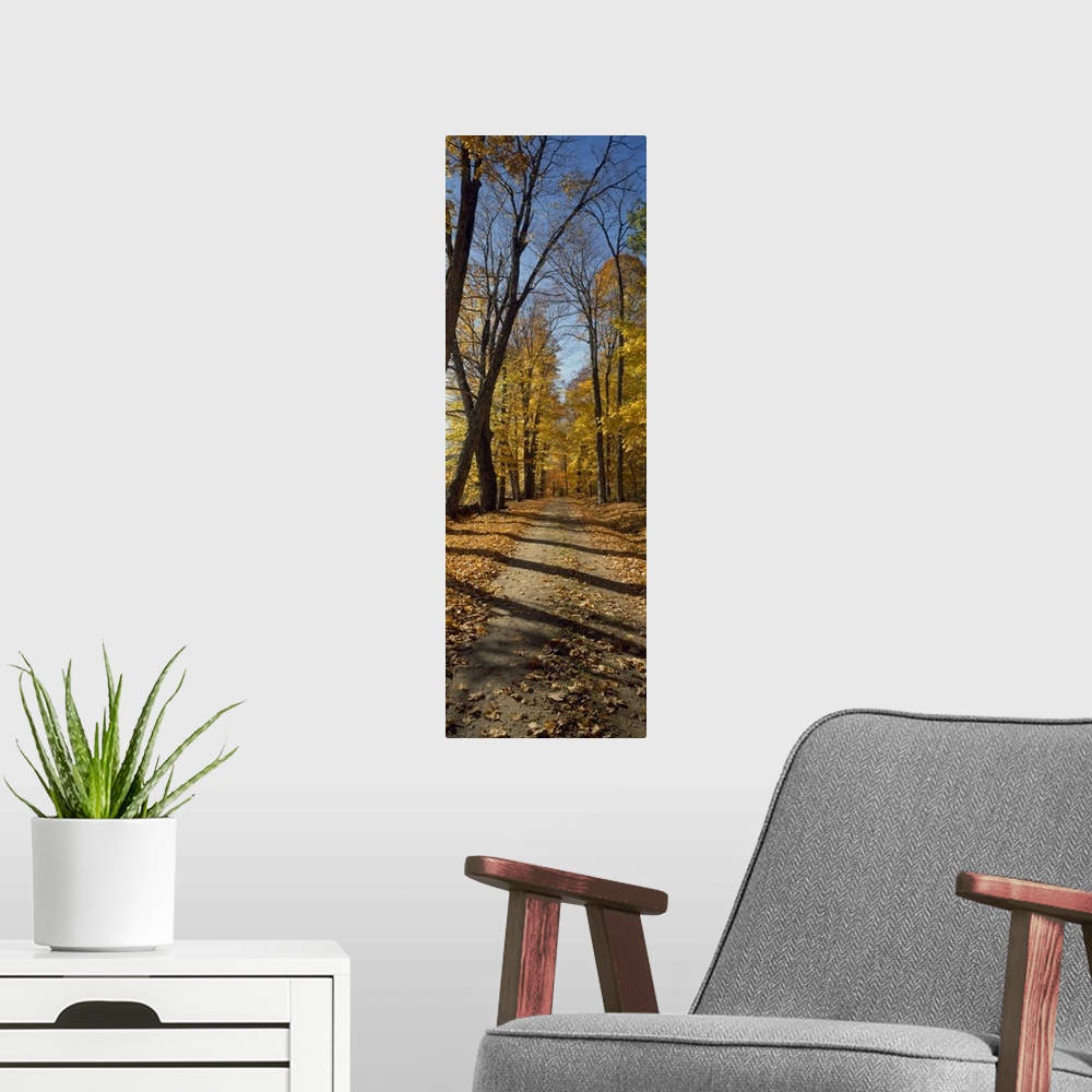 A modern room featuring Tall panoramic photograph of a path cutting through tall trees with autumn colored leaves.