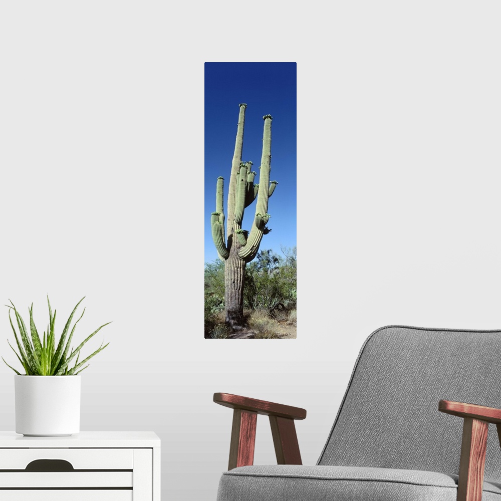 A modern room featuring Saguaro National Monument NM