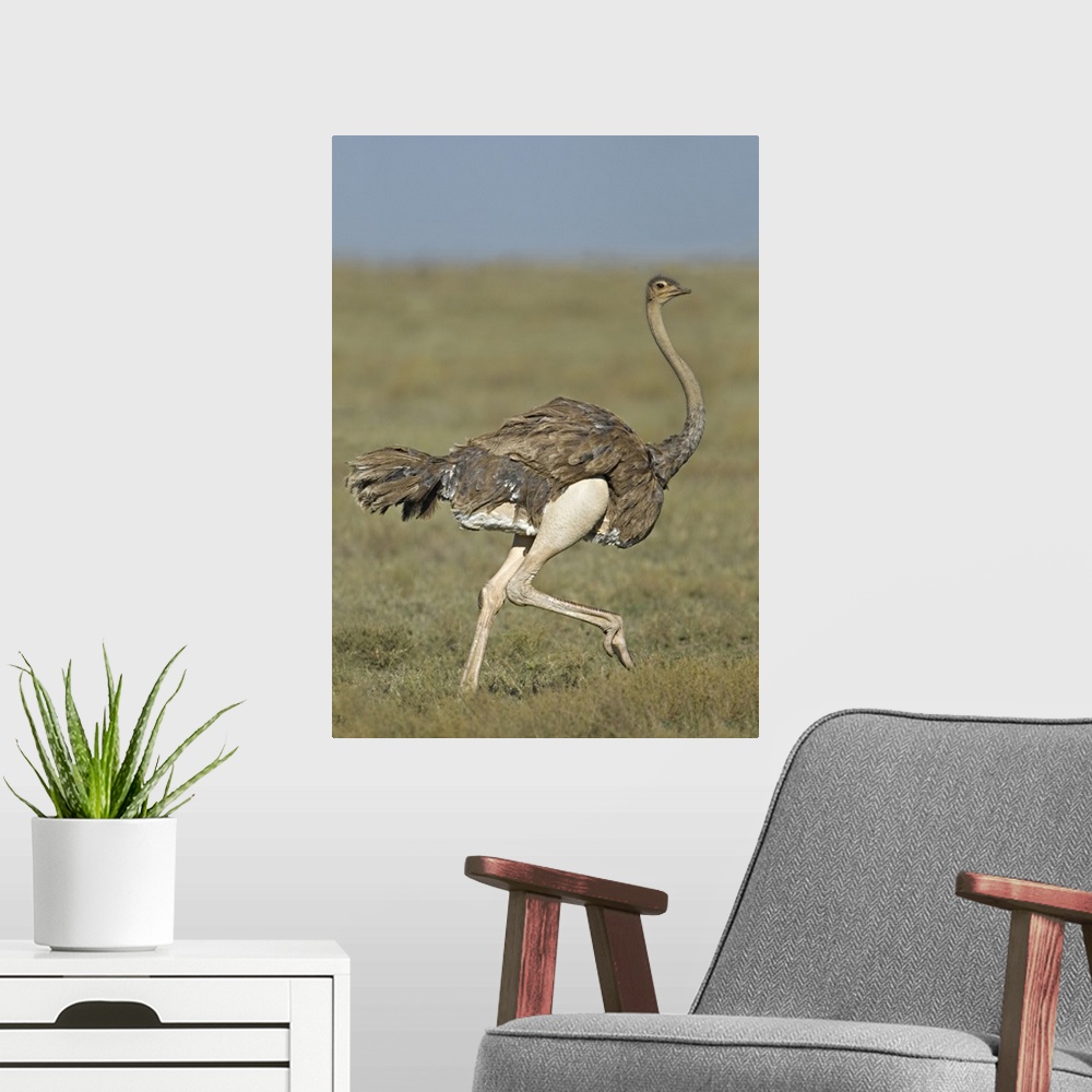 A modern room featuring Side profile of an Ostrich running in a field, Ngorongoro Conservation Area, Arusha Region, Tanza...