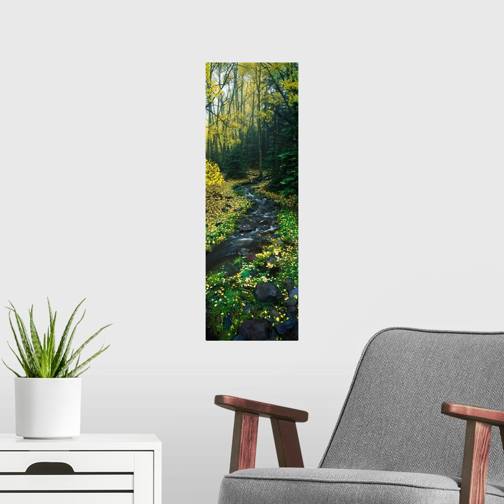 A modern room featuring Stream flowing through forest