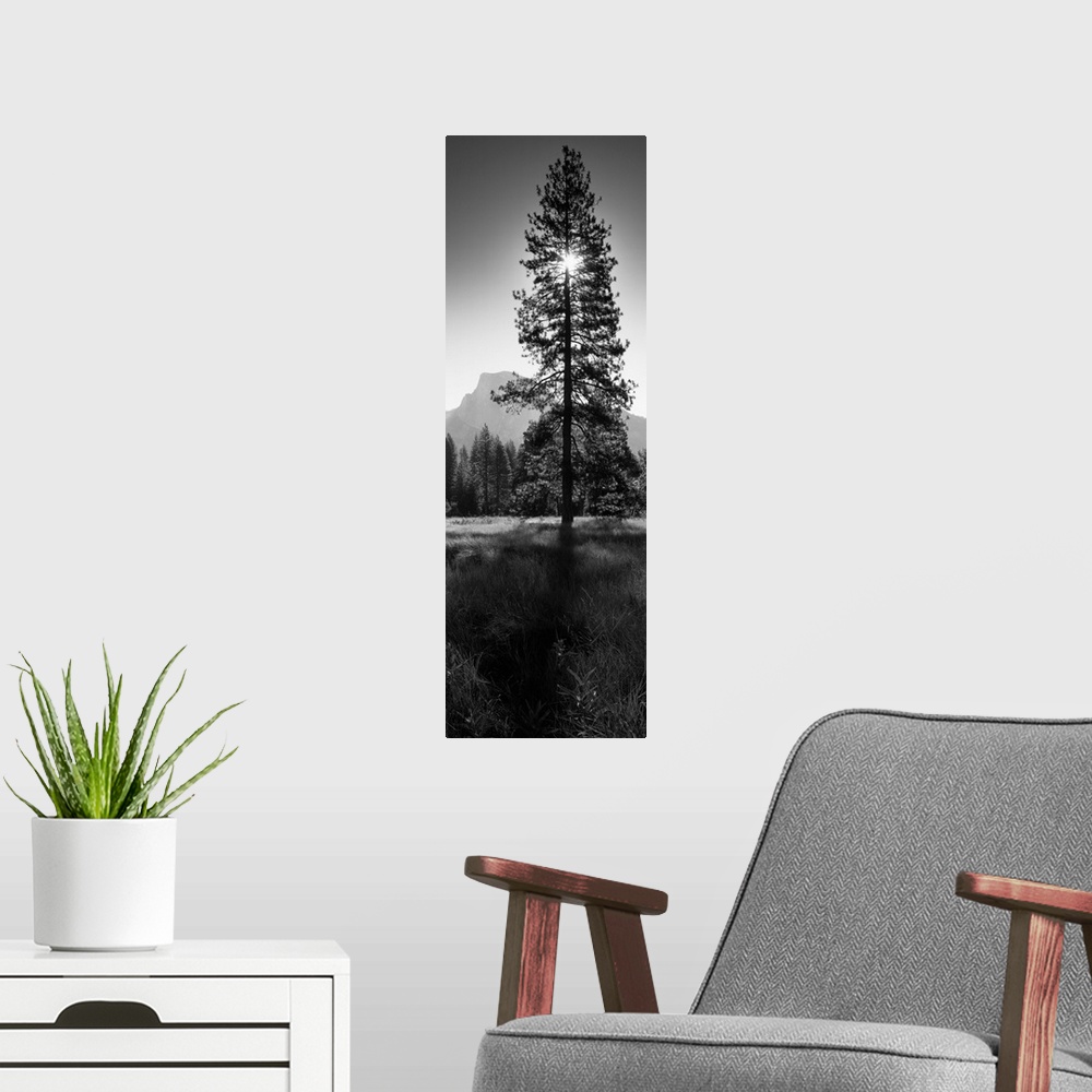 A modern room featuring Sun Behind Pine Tree, Half Dome, Yosemite Valley, California