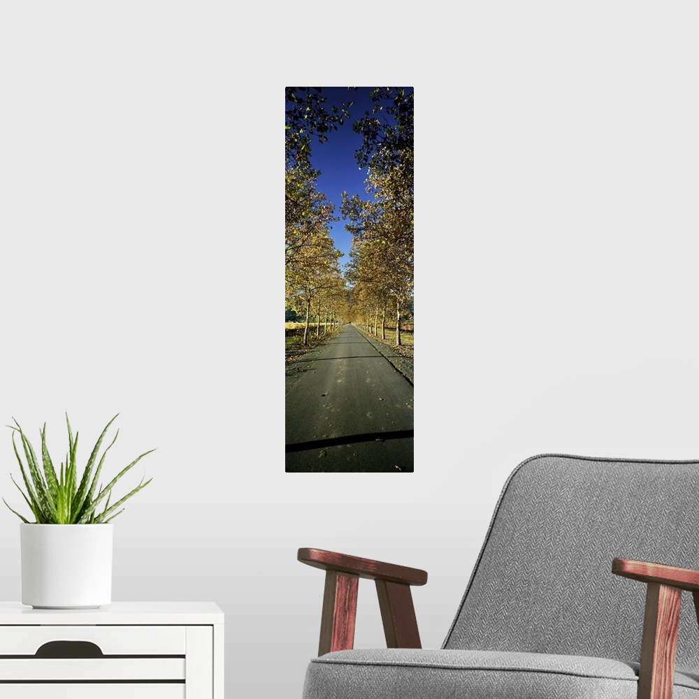 A modern room featuring Trees along a road, Beaulieu Vineyard, Rutherford, Napa Valley, Napa, Napa County, California