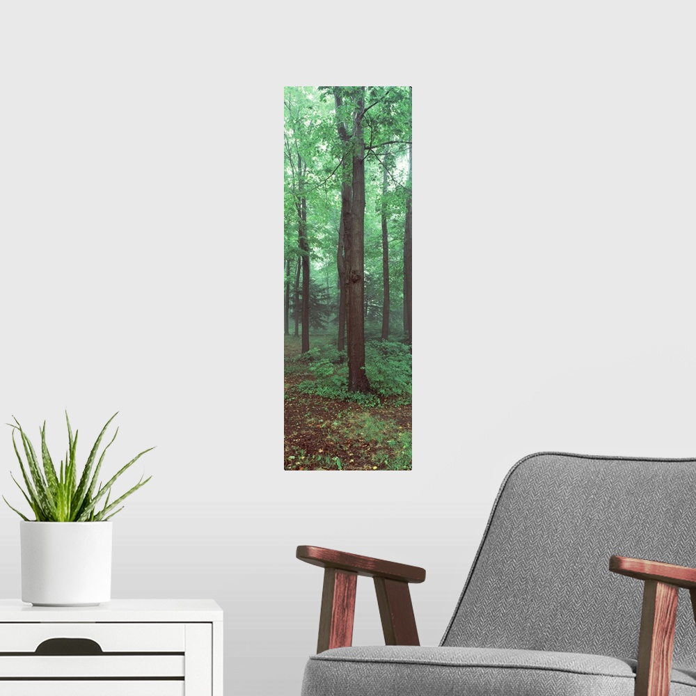 A modern room featuring Trees in a rainforest