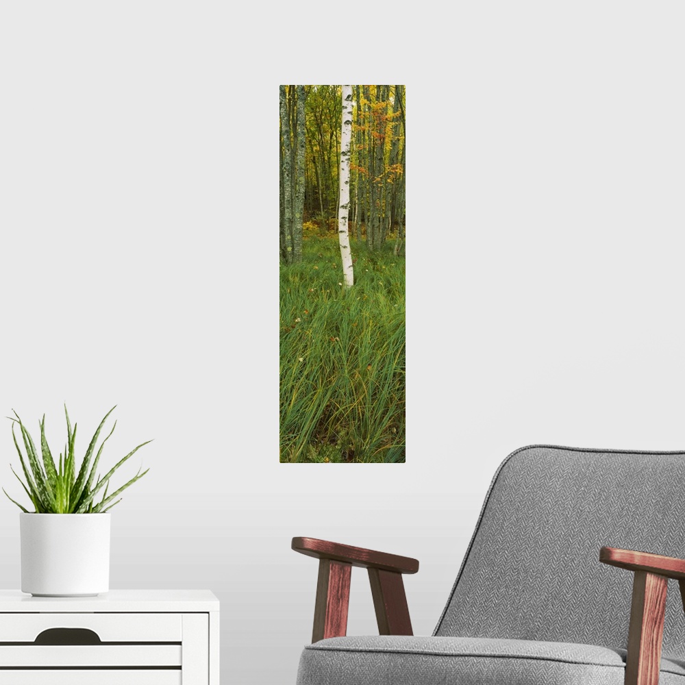 A modern room featuring Trees in the forest, Acadia National Park, Maine
