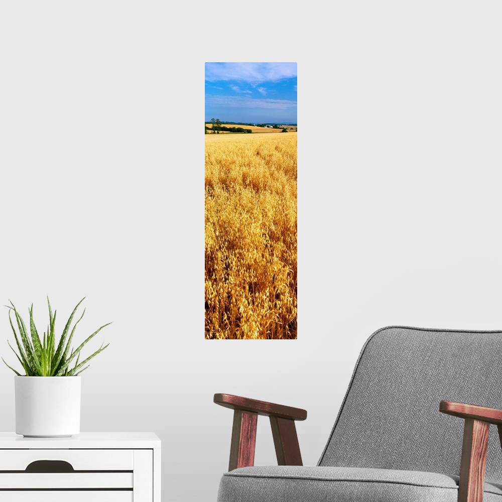 A modern room featuring Wheat crop in a field, Willamette Valley, Oregon