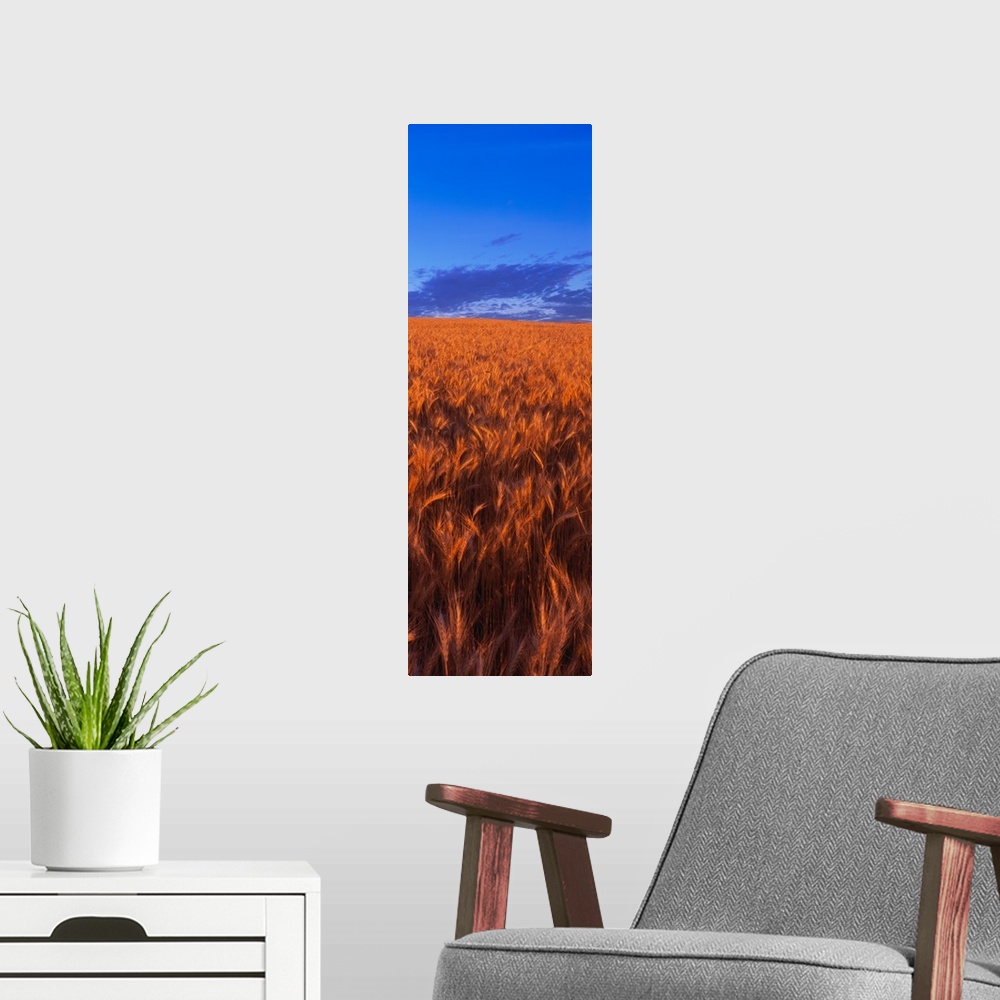A modern room featuring Wheat Field WA