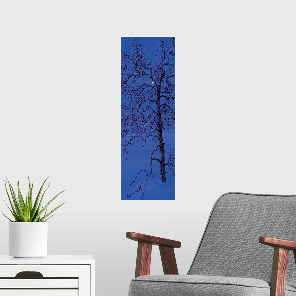 A modern room featuring Winter Tree