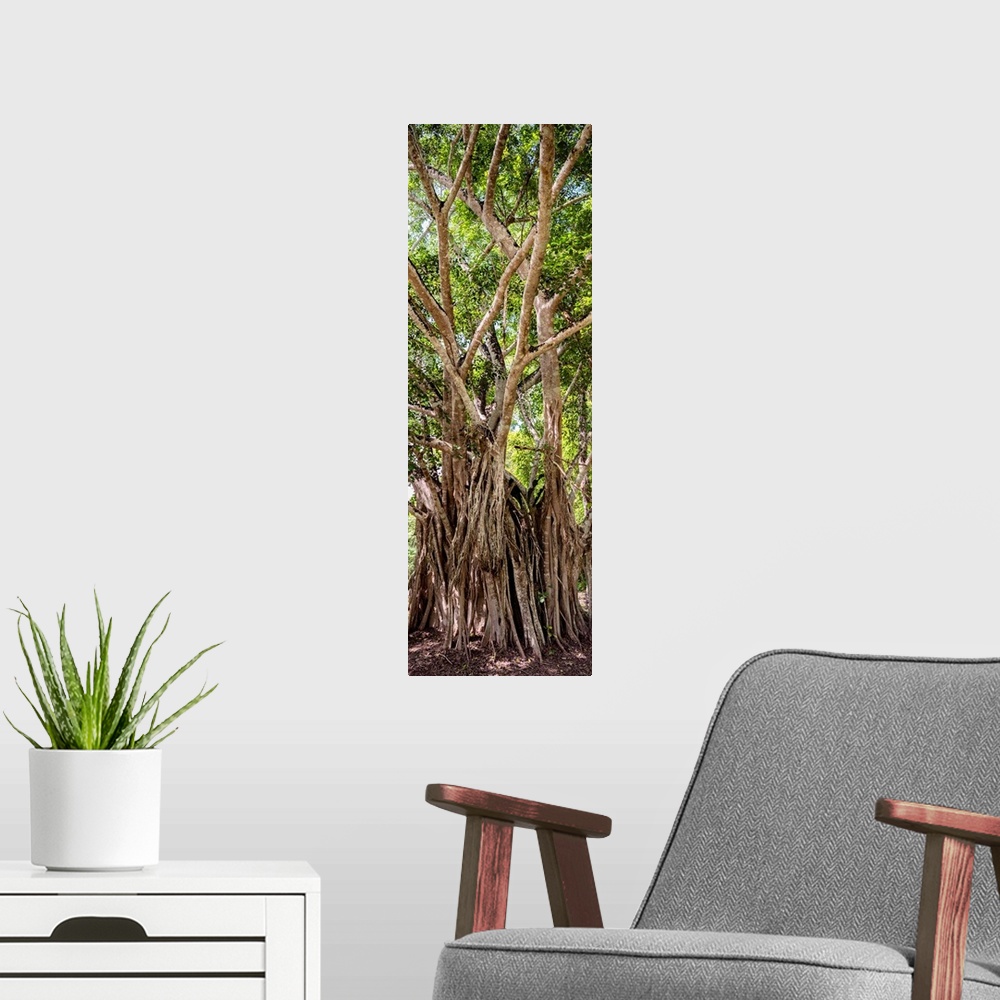 A modern room featuring Panoramic photograph of old, tall trees in the Jungles of Mexico. From the Viva Mexico Panoramic ...