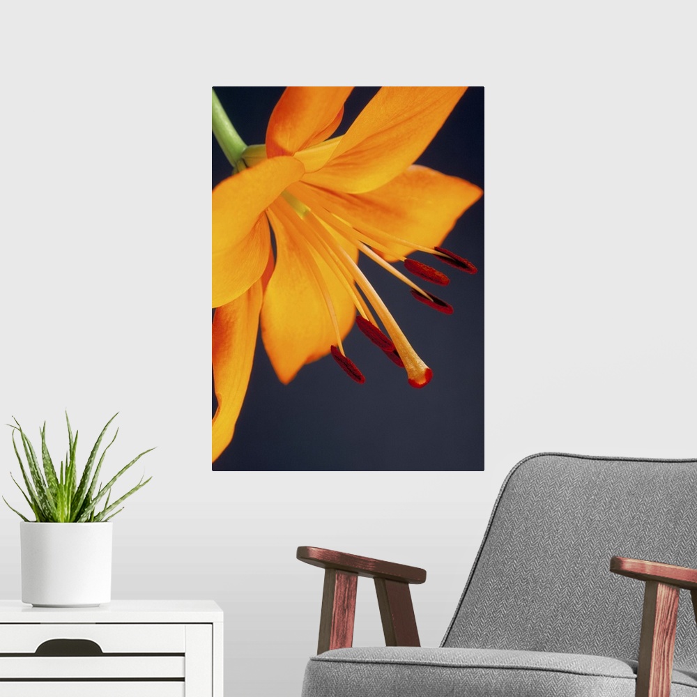A modern room featuring Close-up of orange lilium Brunello flower, against a blue background