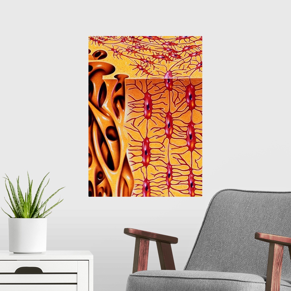 A modern room featuring Bone. Illustration of the microstructure of human bone. To the right is hard or compact bone. Thi...