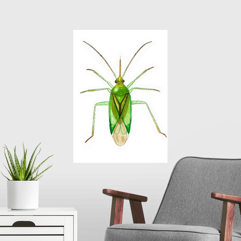 A modern room featuring Common green capsid bug (Lygocoris pabulinus), artwork. This species of plant bug measures betwee...