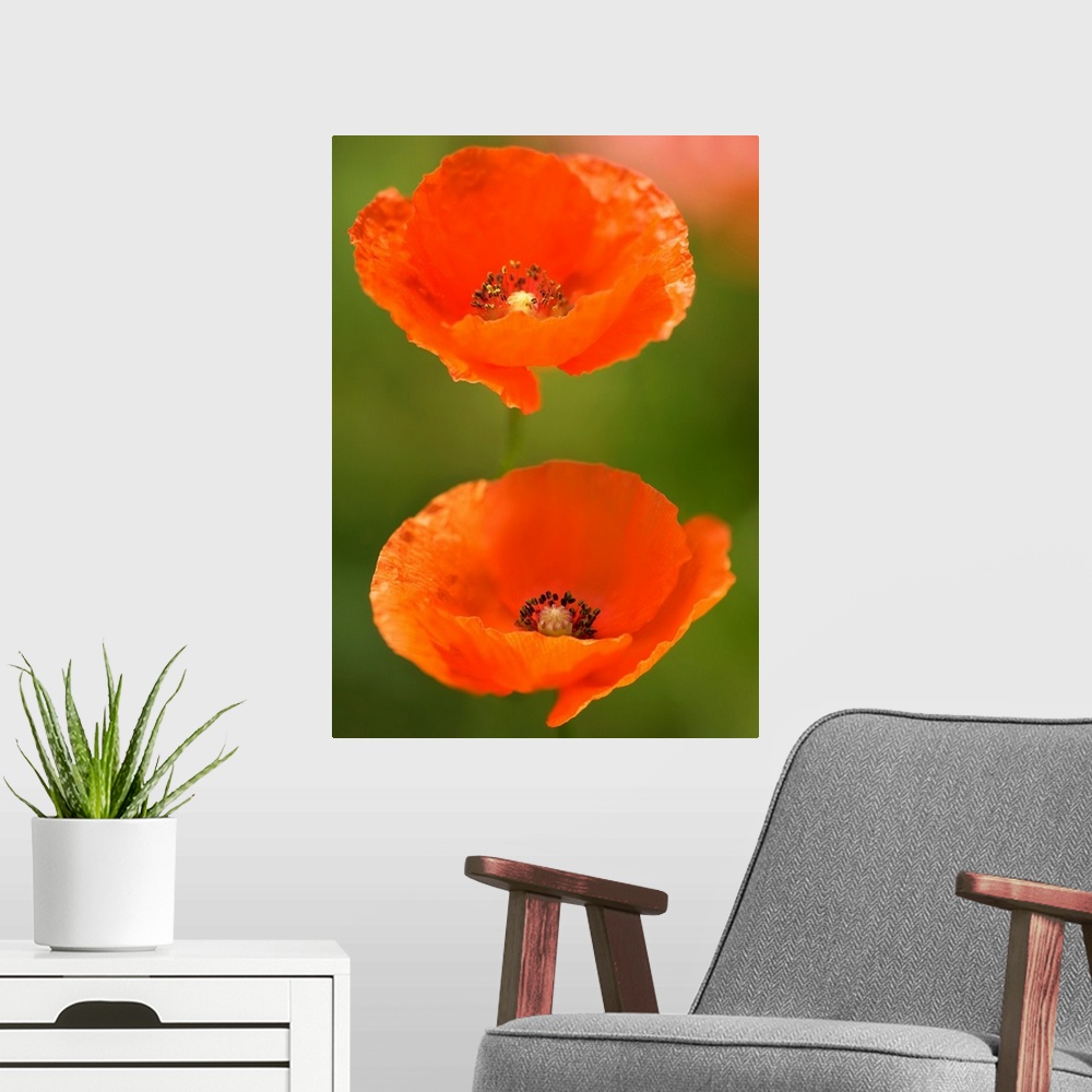 A modern room featuring Corn poppies (Papaver rhoeas). Photographed in Maryland, USA.