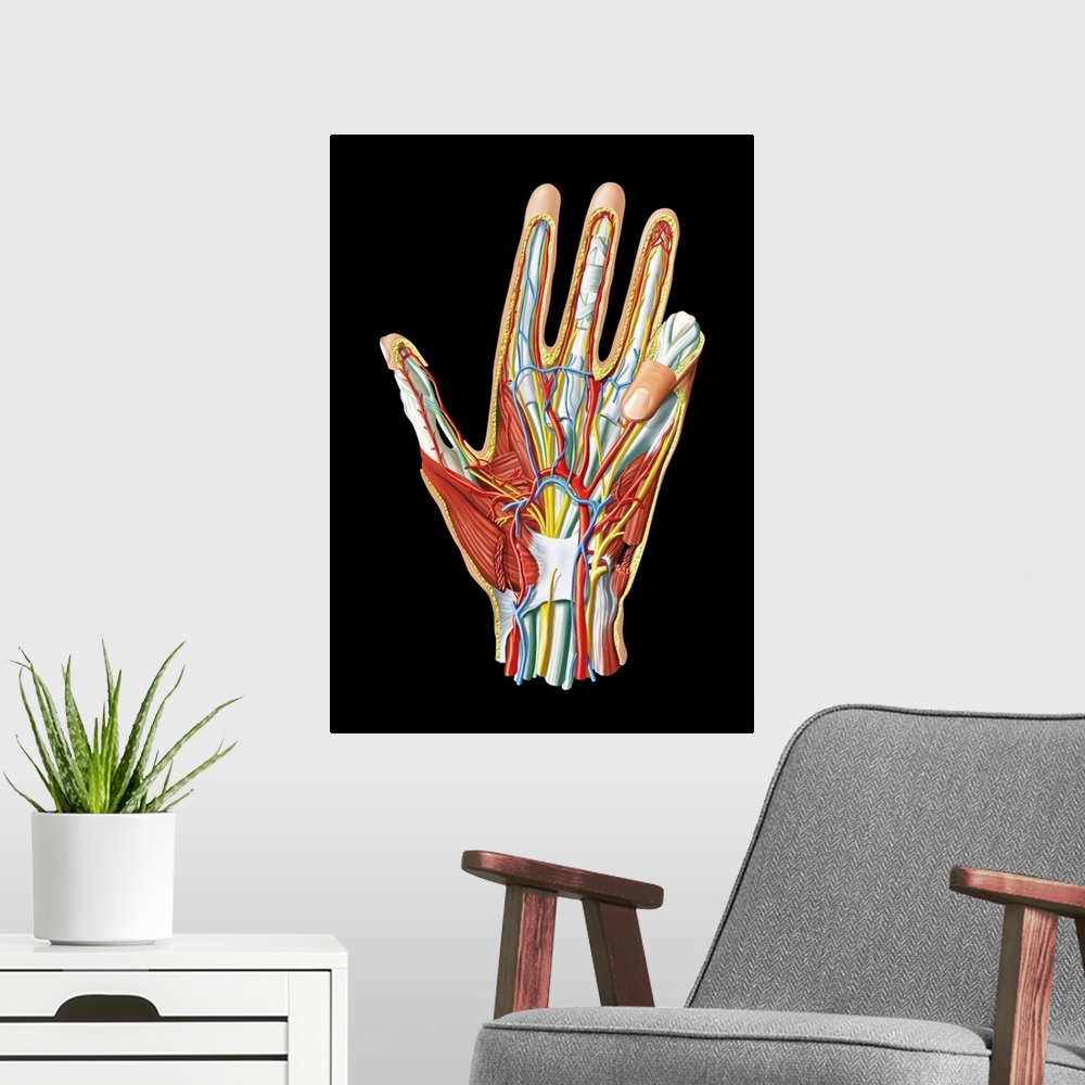 A modern room featuring Hand anatomy, computer artwork. This is a view of the palm of the hand. Nerves are yellow, veins ...