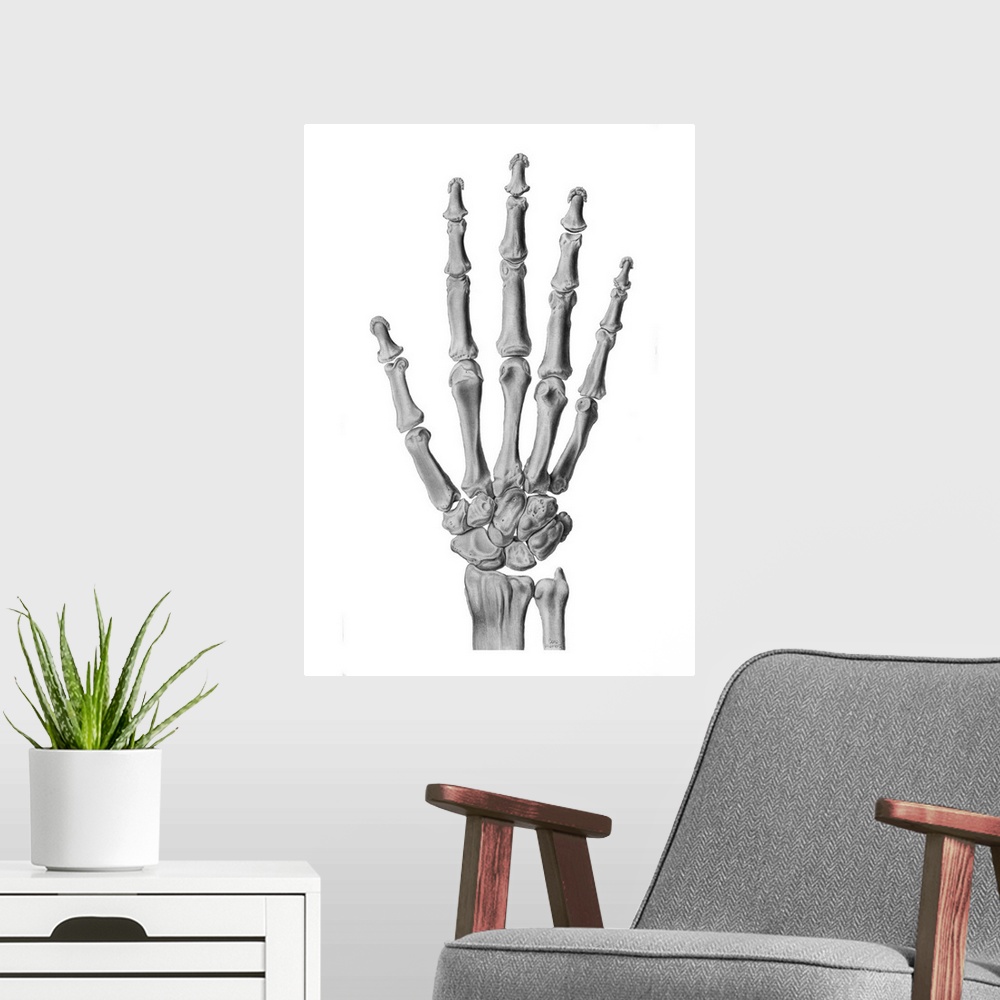 A modern room featuring Hand anatomy. Artwork of a healthy hand and wrist joint. There are eight wrist (carpal) bones. Th...