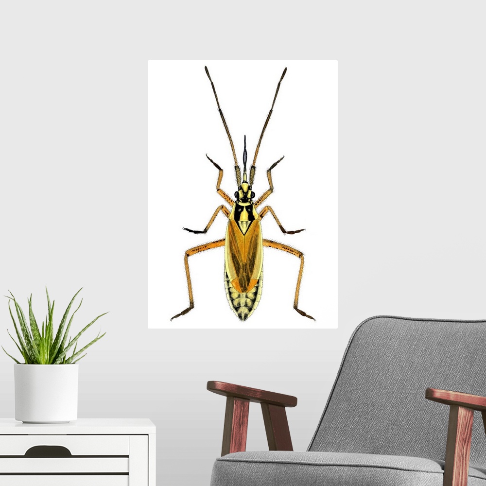 A modern room featuring Female hop capsid bug (Calocoris fulvomaculatus), artwork. This predatory species of plant bug me...