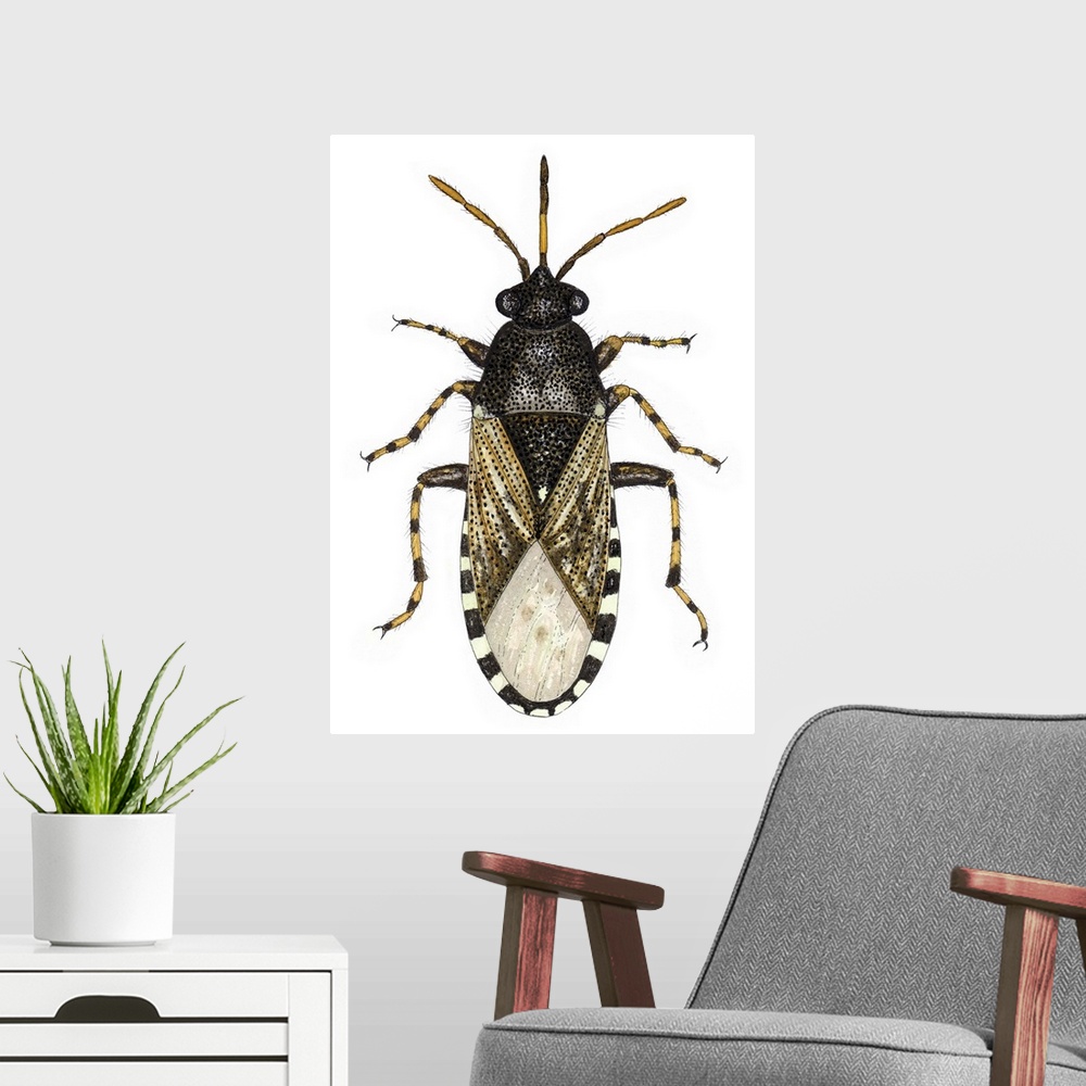 A modern room featuring Nettle groundbug (Heterogaster urticae), artwork. This insect measures between 6-7mm long. It is ...