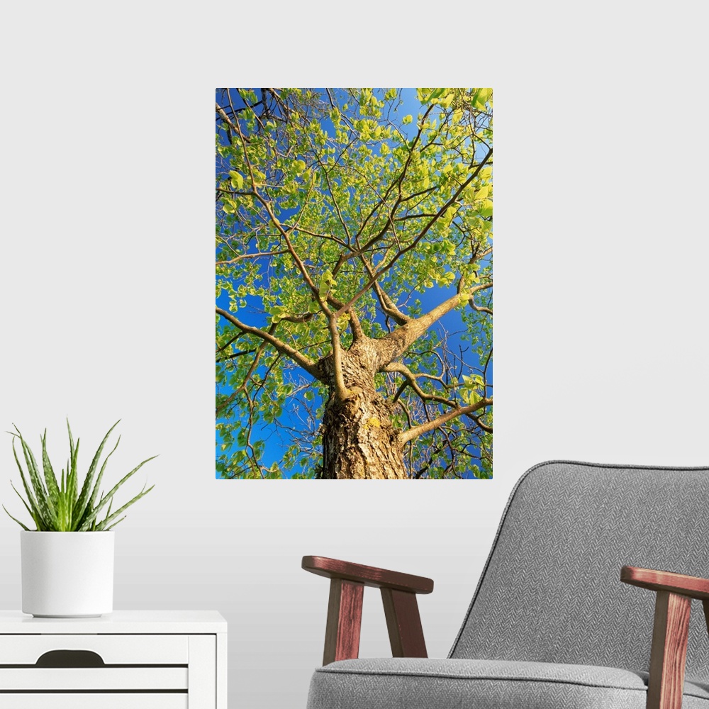 A modern room featuring Wych elm tree (Ulmus glabra). Photographed in Ostergotland, Sweden.