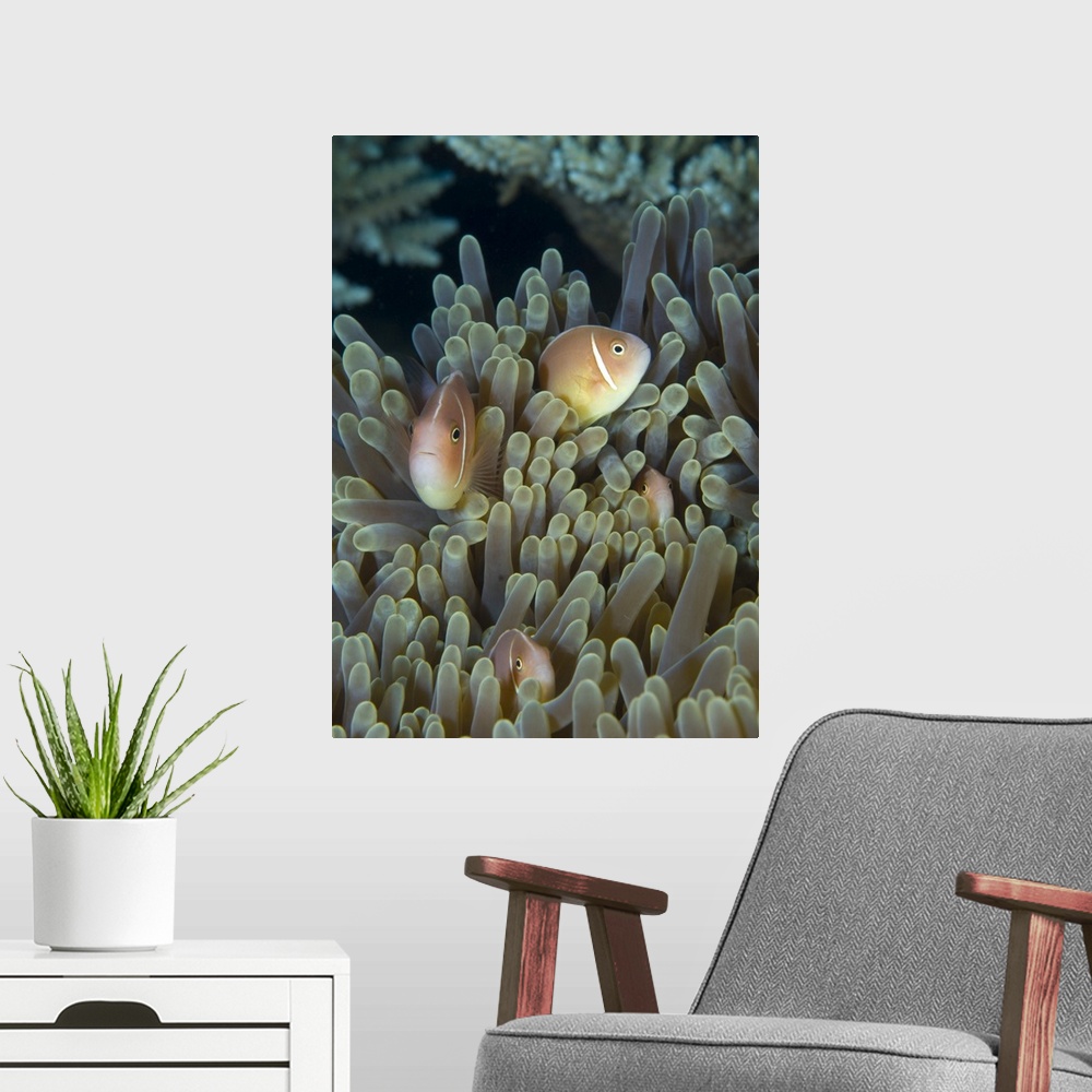 A modern room featuring A family of pink anemonefish in anemone, Papua New Guinea.
