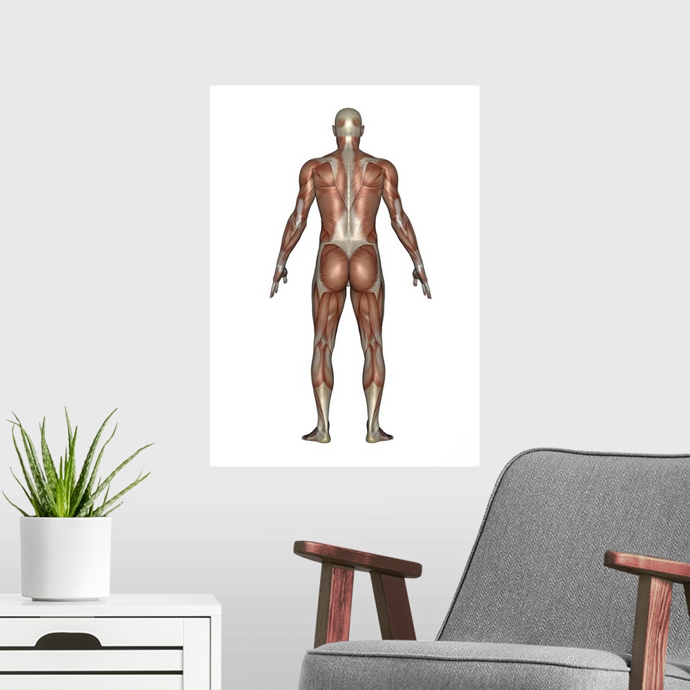 A modern room featuring Anatomy of male muscular system, back view.