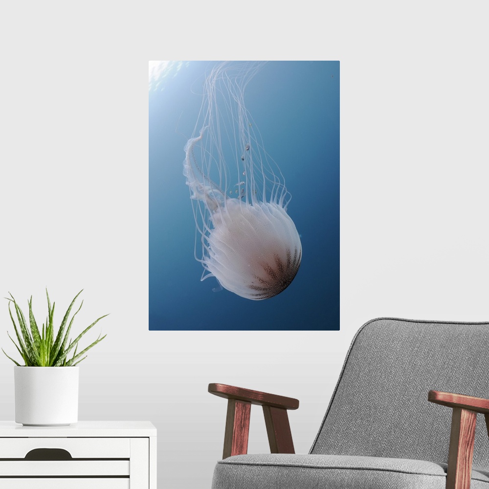 A modern room featuring Sea Nettle Jellyfish in Atlantic Ocean.