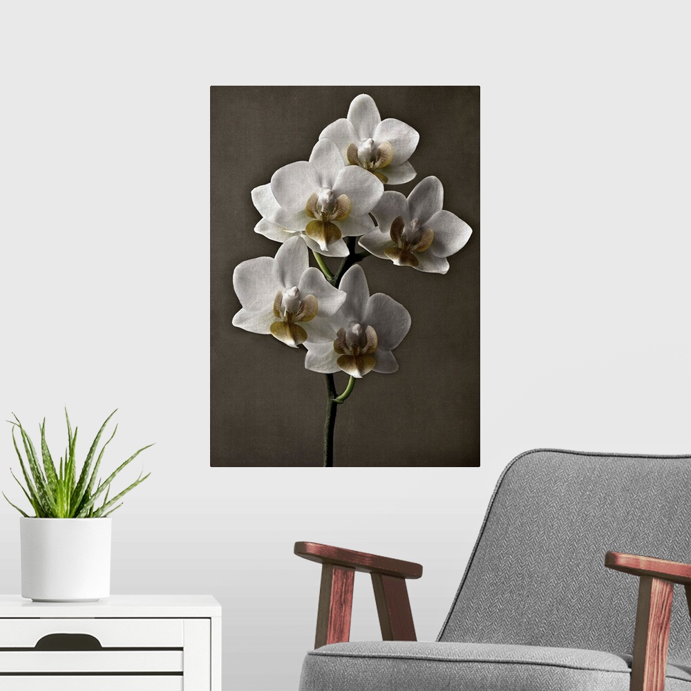 A modern room featuring Straight Orchid