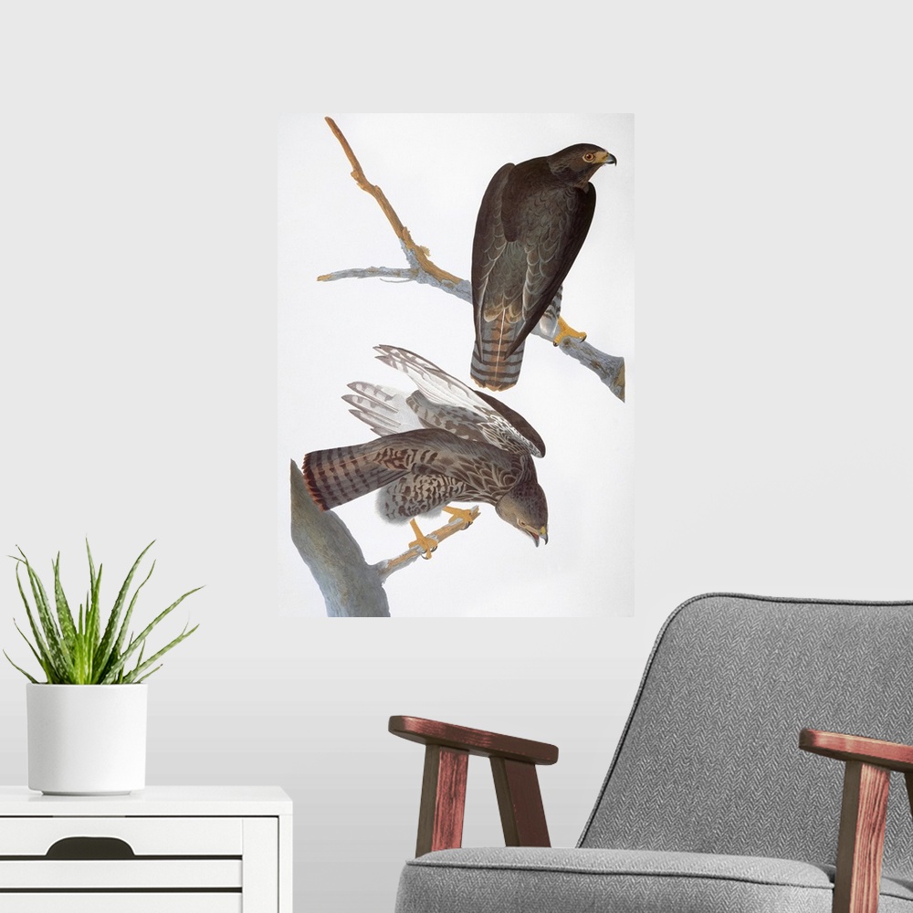 A modern room featuring 'Harlan's' Red-tailed Hawk (Buteo jamaicensis), after John James Audubon for his 'Birds of Americ...