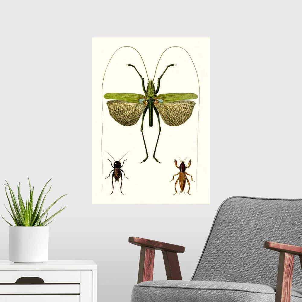 A modern room featuring Entomology Series V