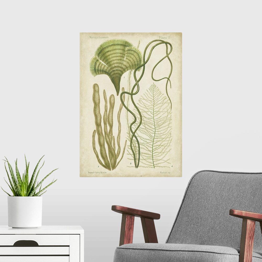 A modern room featuring Seaweed Specimen in Green II