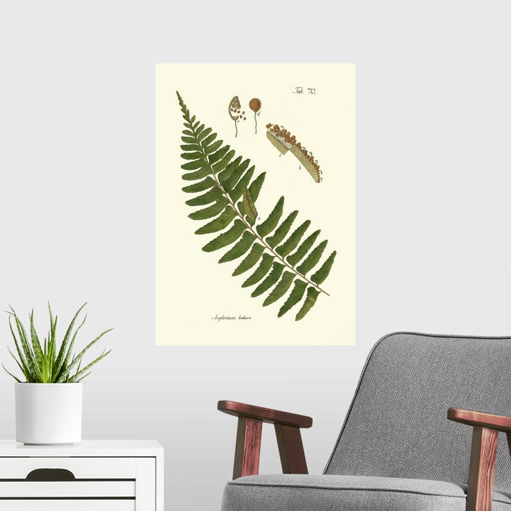 A modern room featuring Small Antique Fern V