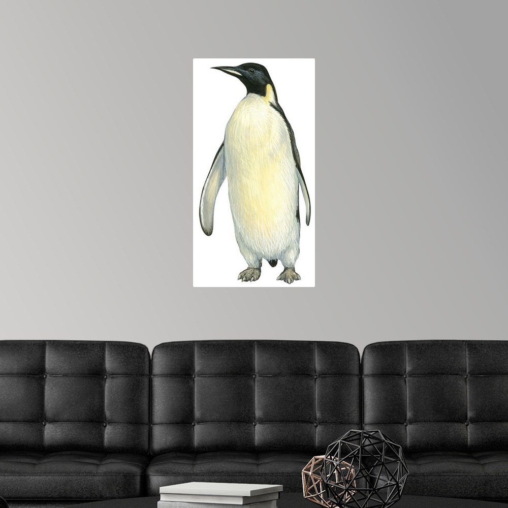 A modern room featuring Educational illustration of the emperor penguin.