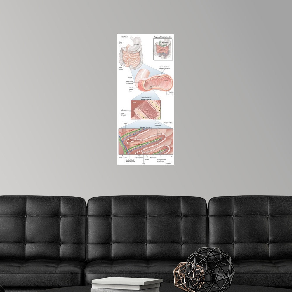 A modern room featuring Musculature and mucosa of the small intestines