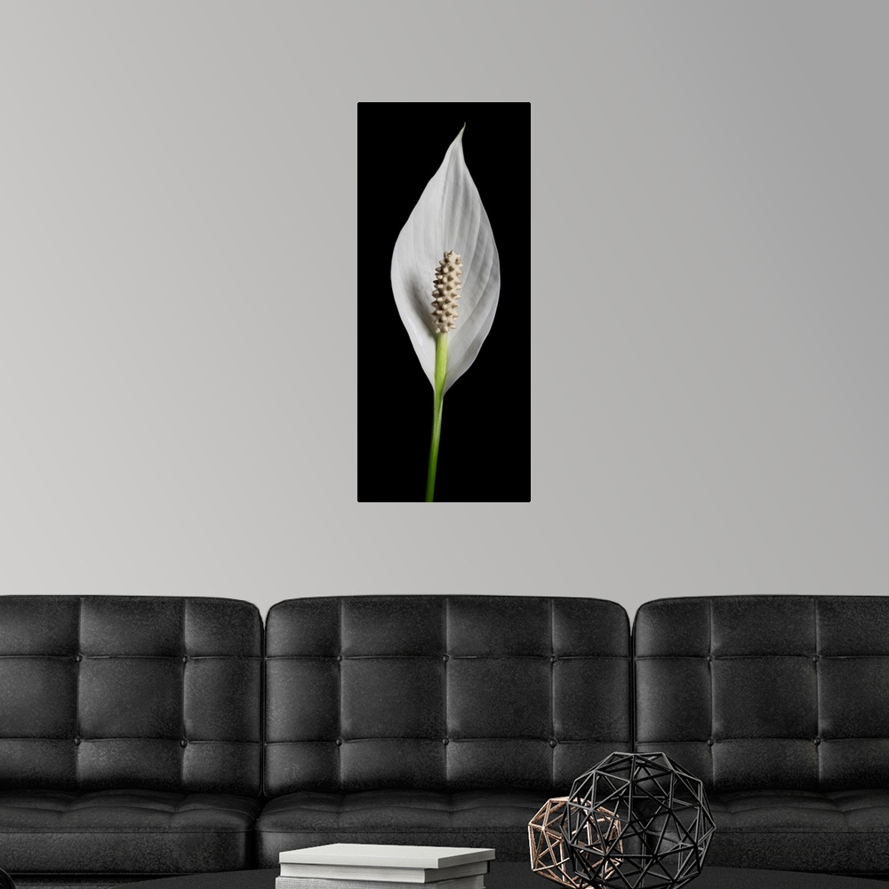 A modern room featuring A close up still life of a lily flower on a black background.