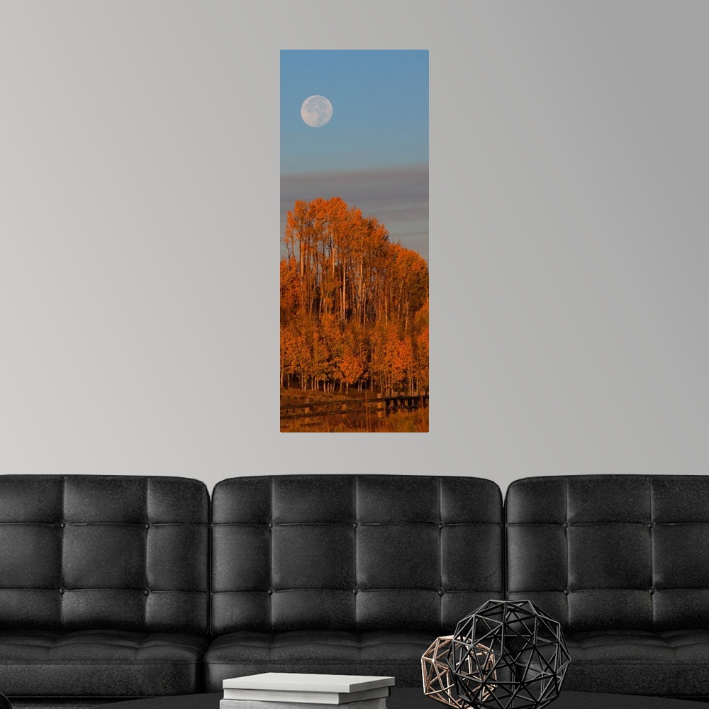 A modern room featuring Photograph of brightly colored orange trees, a blue sky and a pale full moon.