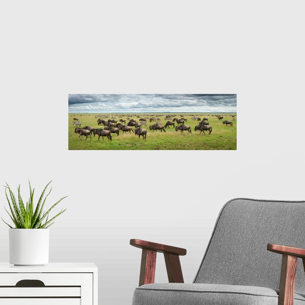 A modern room featuring Great Migration In Serengeti Plains