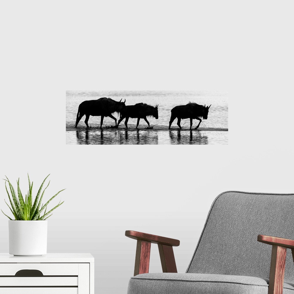 A modern room featuring Three silhouetted wildebeests walking through water in Kenya, Africa.
