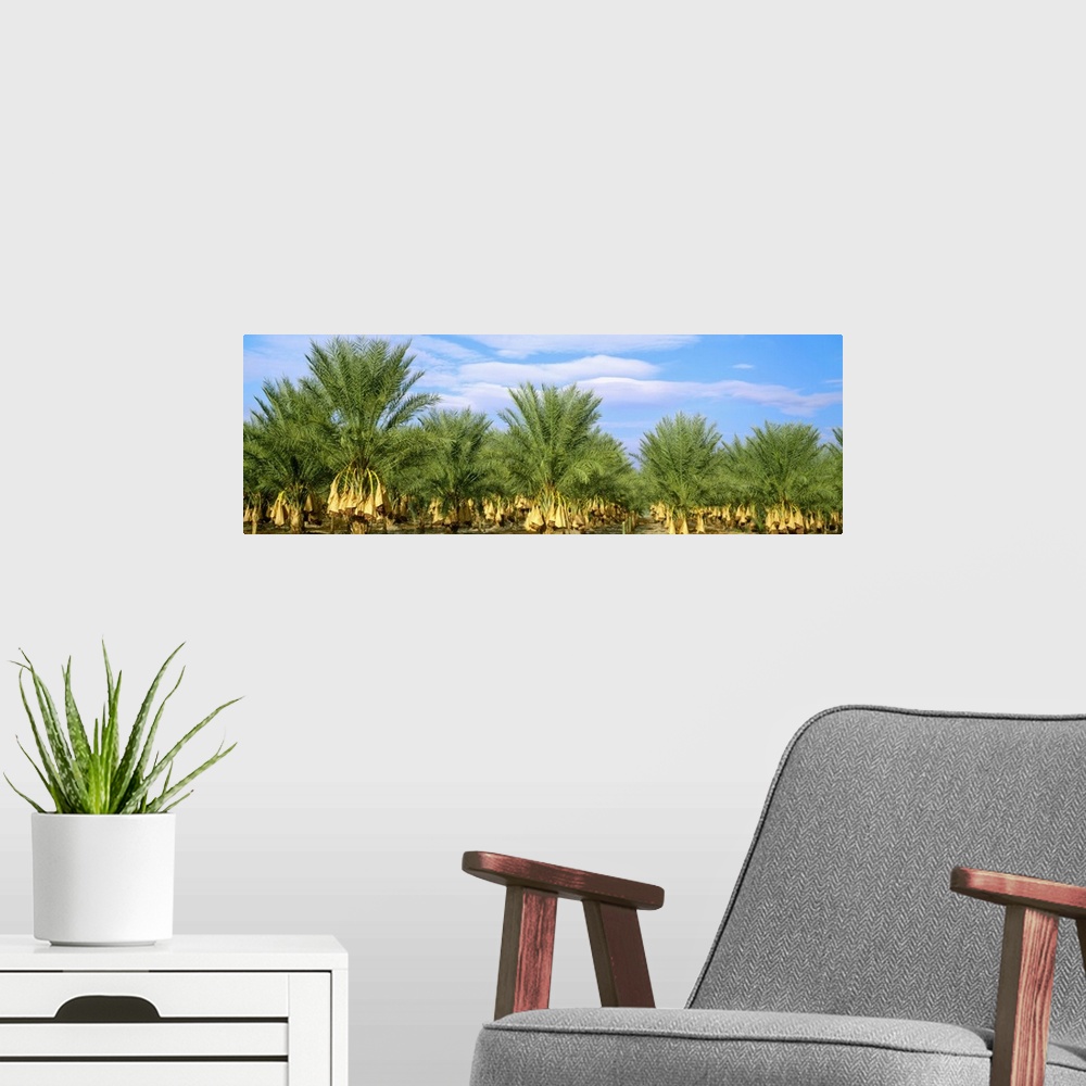 A modern room featuring A stand of date palm trees